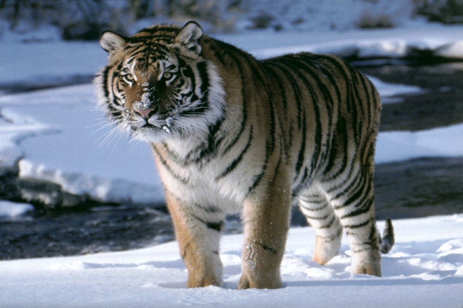 Un tigre sobre la nieve