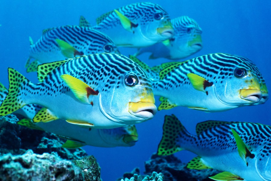 Hermosos peces bajo el mar