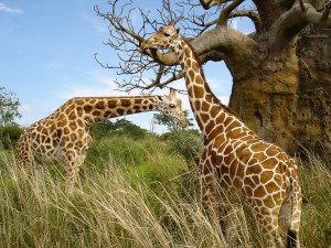 Postal: Dos hermosas jirafas junto a un árbol