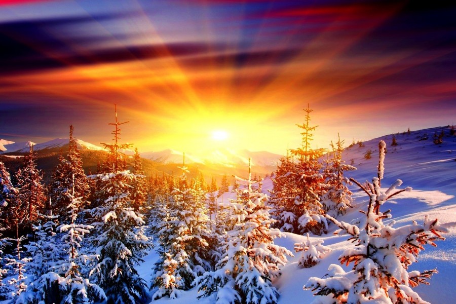 Resplandor del sol sobre los árboles cubiertos de nieve