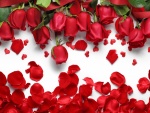 Rosas y pétalos de color rojo