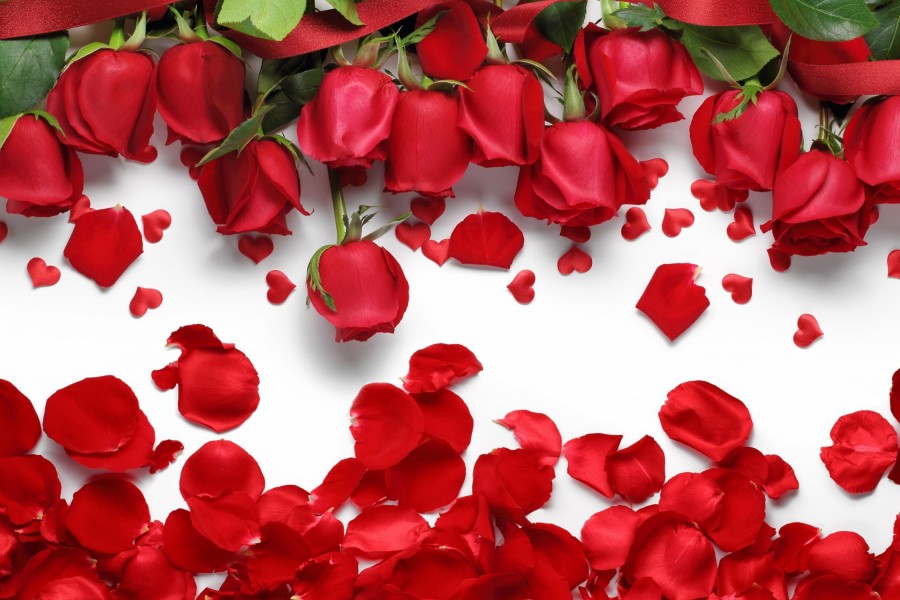 Rosas y pétalos de color rojo