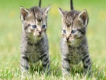 Dos gatitos en la hierba