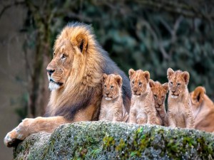 Familia de leones sentados sobre una roca