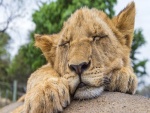Pequeño león durmiendo sobre una roca