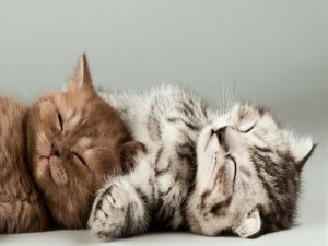 Postal: Dos gatitos durmiendo
