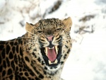 Un leopardo pasando frío
