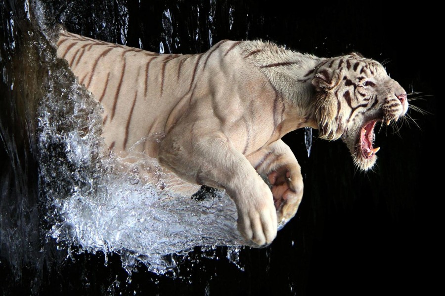 Tigre blanco enojado saliendo del agua