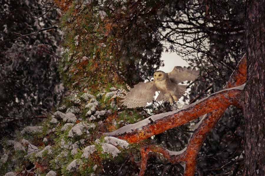 Búho nival entre las ramas nevadas de un bosque
