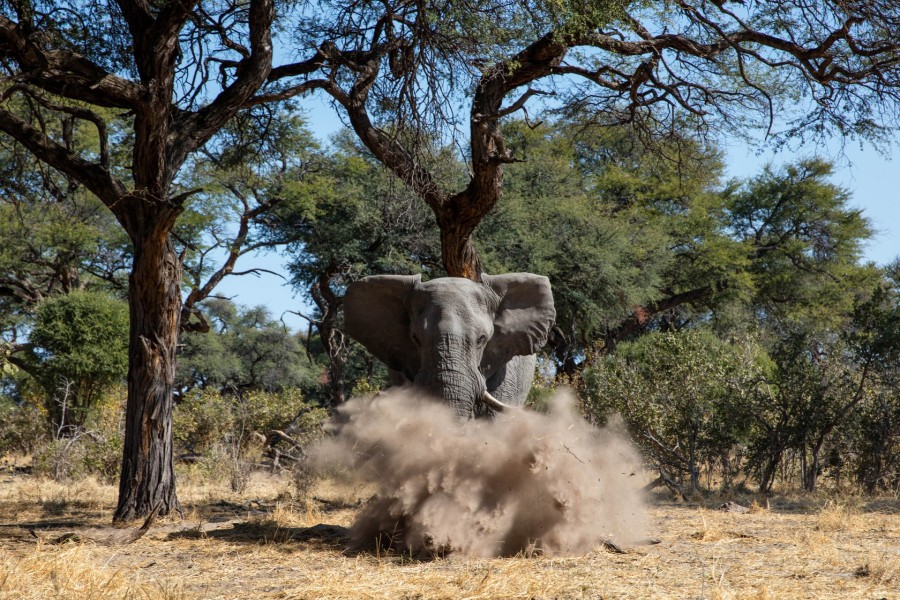Elefante levantando una polvareda