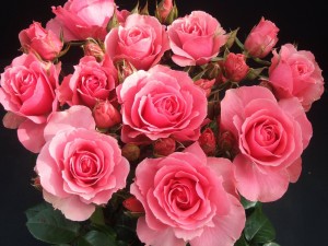 Postal: Un ramo de rosas color rosa