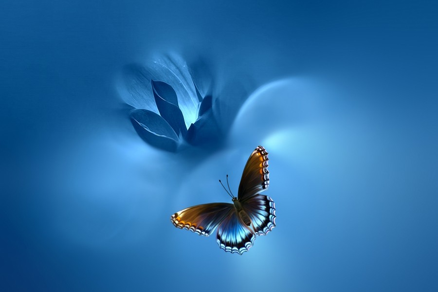 Mariposa sobre una flor