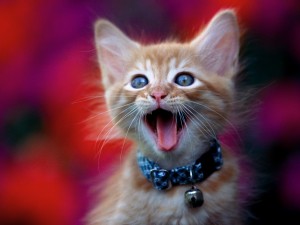 Un gatito con la boca abierta