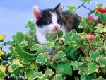 Gatito sobre una planta de hiedra