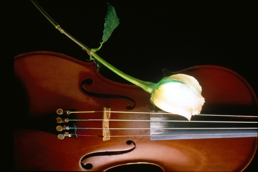 Rosa sobre un violín