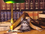 Un gato en la biblioteca