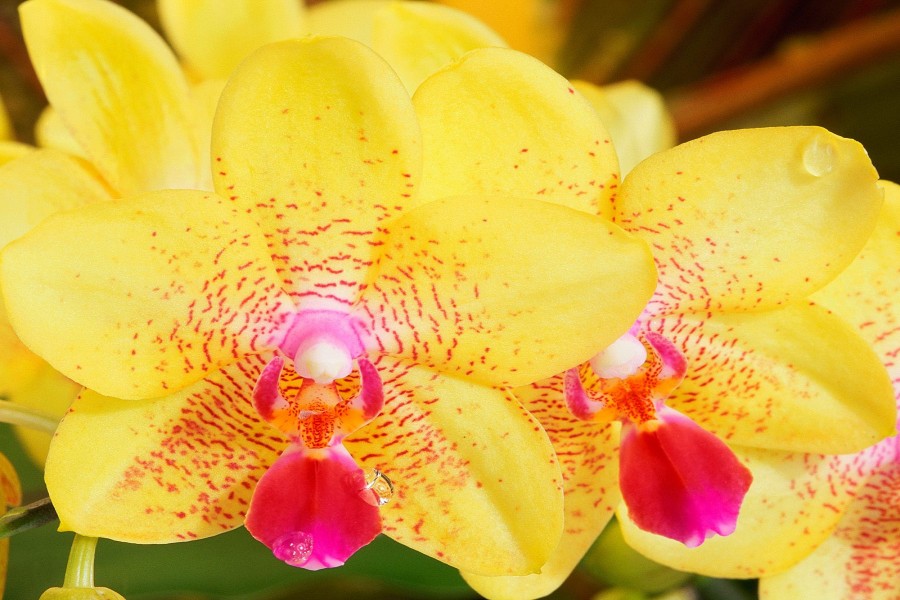 Gotas de agua sobre unas orquídeas amarillas