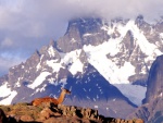 Guanaco en Torres del Paine (Chile)