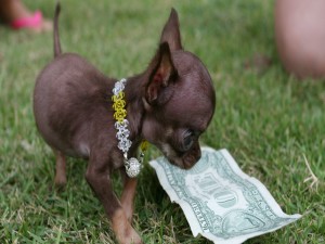 Un perrito mirando un billete de un dólar