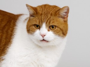 Postal: Un bonito gato naranja y blanco
