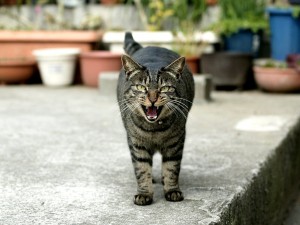 Un gato enojado