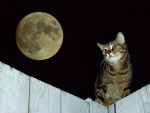 Un gato acompañando a la luna llena