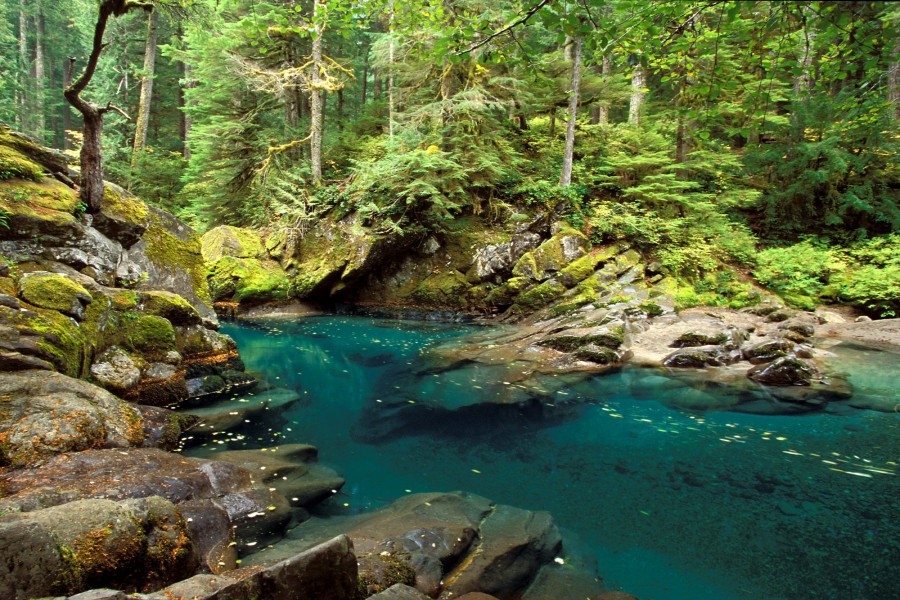 Río Ohanapecosh (Parque nacional del Monte Rainier, Washington)