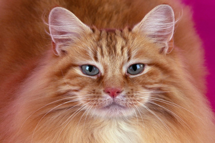 Un gato con gran melena