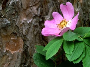 Flor junto al tronco de un árbol