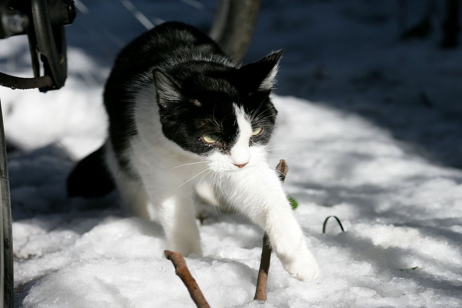 Gato sobre la fría nieve