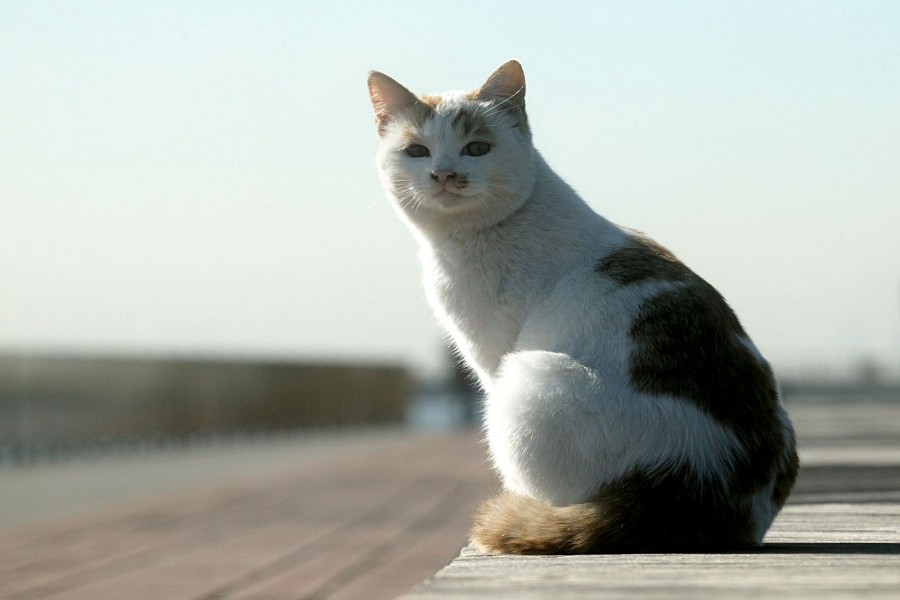 Un gato sentado al sol