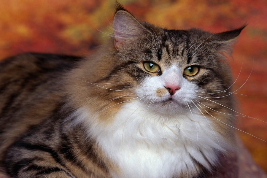 Gato de la raza Bosque de Noruega