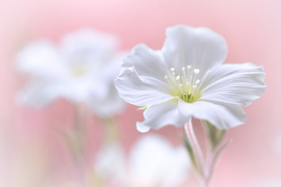 Flor blanca sobre un fondo de color rosa