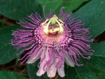 Una bonita flor de la pasión (Passiflora)