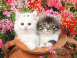 Dos gatitos dentro de una vasija
