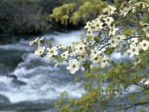 Postal: Flores junto al río