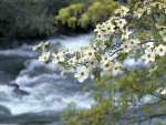 Flores junto al río