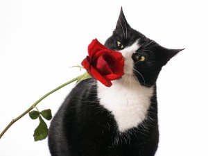 Gato oliendo una rosa
