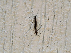 Insectos trepados en una pared