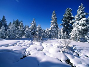 Postal: Paisaje cubierto de blanca nieve