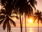 Sol sobre el mar y las palmeras