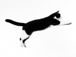 Un gato saltando