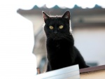 Un gato negro en el tejado