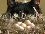 Gato junto a un nido