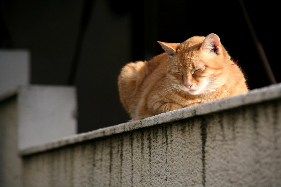 Gato dormido sobre un muro