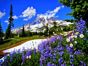 Postal: Primavera en la montaña
