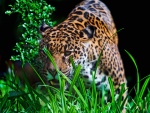 Jaguar entre la hierba verde