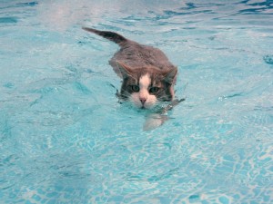Gato nadando en una piscina
