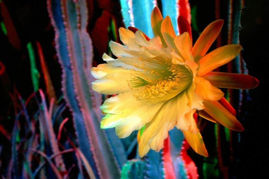 Flor de cactus de color amarillo