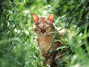 Postal: Un gato entre la hierba